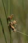 Saltmarsh bulrush